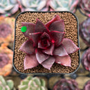 Echeveria 'Sky Lantern' 1"-2" Succulent Plant Cutting