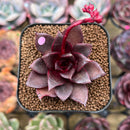 Echeveria 'Sky Lantern' 1"-2" Succulent Plant Cutting