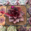 Echeveria 'Sky Lantern' 1"-2" Succulent Plant Cutting
