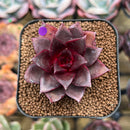 Echeveria 'Sky Lantern' 1"-2" Succulent Plant Cutting