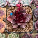 Echeveria 'Sky Lantern' 1"-2" Succulent Plant Cutting