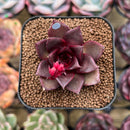 Echeveria 'Sky Lantern' 1"-2" Succulent Plant Cutting