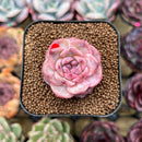 Echeveria 'Snow Lotus' 1"-2" Succulent Plant Cutting