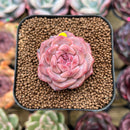 Echeveria 'Snow Lotus' 1"-2" Succulent Plant Cutting