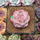 Echeveria 'Snow Lotus' 1"-2" Succulent Plant Cutting