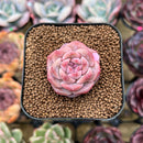 Echeveria 'Snow Lotus' 1"-2" Succulent Plant Cutting