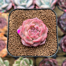 Echeveria 'Snow Lotus' 1"-2" Succulent Plant Cutting