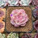 Echeveria 'Snow Lotus' 1"-2" Succulent Plant Cutting