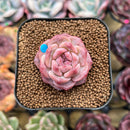 Echeveria 'Snow Lotus' 1"-2" Succulent Plant Cutting