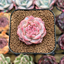 Echeveria 'Snow Lotus' 1"-2" Succulent Plant Cutting