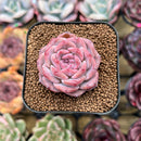 Echeveria 'Snow Lotus' 1"-2" Succulent Plant Cutting