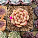 Echeveria 'Flower Bud' 1"-2" Succulent Plant Cutting