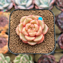 Echeveria 'Flower Bud' 1"-2" Succulent Plant Cutting