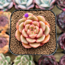 Echeveria 'Flower Bud' 1"-2" Succulent Plant Cutting