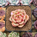 Echeveria 'Flower Bud' 1"-2" Succulent Plant Cutting