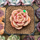 Echeveria 'Flower Bud' 1"-2" Succulent Plant Cutting