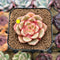 Echeveria 'Flower Bud' 1"-2" Succulent Plant Cutting