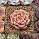Echeveria 'Flower Bud' 1"-2" Succulent Plant Cutting
