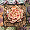 Echeveria 'Flower Bud' 1"-2" Succulent Plant Cutting