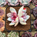 Echeveria 'Trumso' 1"-2" Succulent Plant Cutting