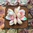 Echeveria 'Trumso' 1"-2" Succulent Plant Cutting