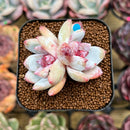 Echeveria 'Trumso' 1"-2" Succulent Plant Cutting