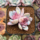 Echeveria 'Trumso' 1"-2" Succulent Plant Cutting