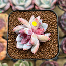Echeveria 'Trumso' 1"-2" Succulent Plant Cutting