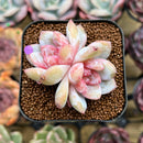 Echeveria 'Trumso' 1"-2" Succulent Plant Cutting