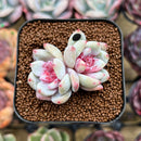 Echeveria 'Trumso' 1"-2" Succulent Plant Cutting