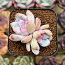 Echeveria 'Trumso' 1"-2" Succulent Plant Cutting