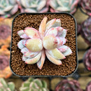 Echeveria 'Trumso' 1"-2" Succulent Plant Cutting