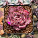 Echeveria 'Daredevil' 2" Succulent Plant Cutting