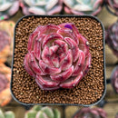 Echeveria 'Daredevil' 2" Succulent Plant Cutting