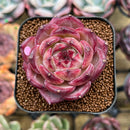 Echeveria 'Daredevil' 2" Succulent Plant Cutting