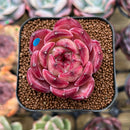 Echeveria 'Daredevil' 2" Succulent Plant Cutting