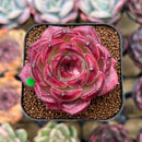 Echeveria 'Daredevil' 2" Succulent Plant Cutting