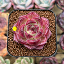 Echeveria 'Daredevil' 2" Succulent Plant Cutting