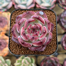 Echeveria 'Daredevil' 2" Succulent Plant Cutting