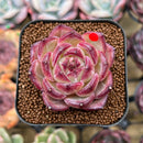 Echeveria 'Daredevil' 2" Succulent Plant Cutting