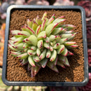 Echeveria Agavoides 'Elkhorn' Crested Lightly Variegated 3" Succulent Plant Cutting