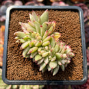 Echeveria Agavoides 'Elkhorn' Crested Lightly Variegated 3" Succulent Plant Cutting