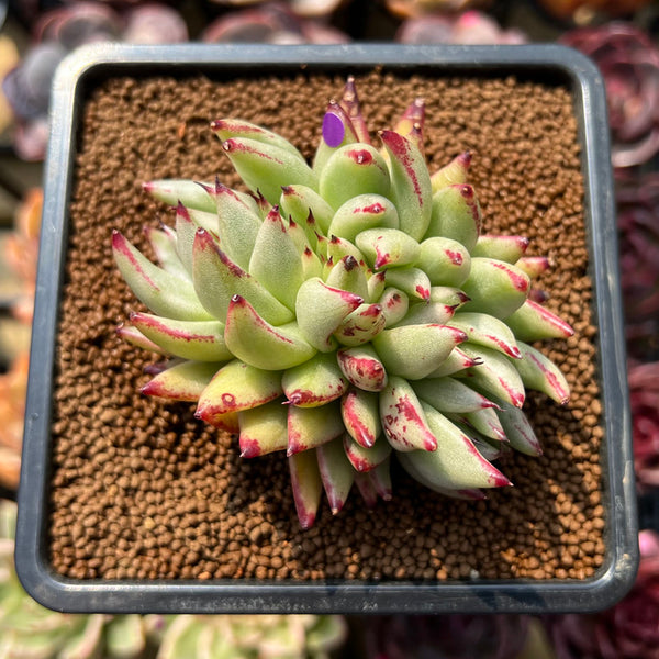 Echeveria Agavoides 'Elkhorn' Crested Lightly Variegated 3" Succulent Plant Cutting
