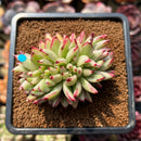 Echeveria Agavoides 'Elkhorn' Crested Lightly Variegated 3" Succulent Plant Cutting