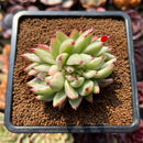 Echeveria Agavoides 'Elkhorn' Crested Lightly Variegated 3" Succulent Plant Cutting