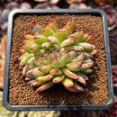 Echeveria Agavoides 'Elkhorn' Crested Lightly Variegated 3" Succulent Plant Cutting