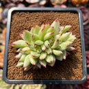 Echeveria Agavoides 'Elkhorn' Crested Lightly Variegated 3" Succulent Plant Cutting