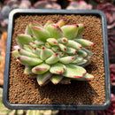 Echeveria Agavoides 'Elkhorn' Crested Lightly Variegated 3" Succulent Plant Cutting