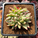 Echeveria Agavoides 'Elkhorn' Crested Lightly Variegated 3" Succulent Plant Cutting