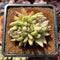 Echeveria Agavoides 'Elkhorn' Crested Lightly Variegated 3" Succulent Plant Cutting